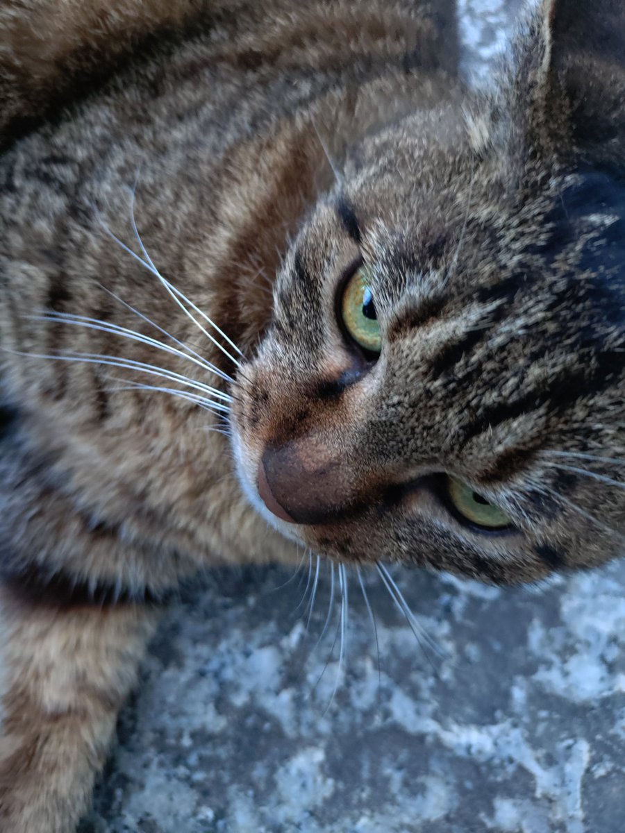 モチモチちゃん🐱