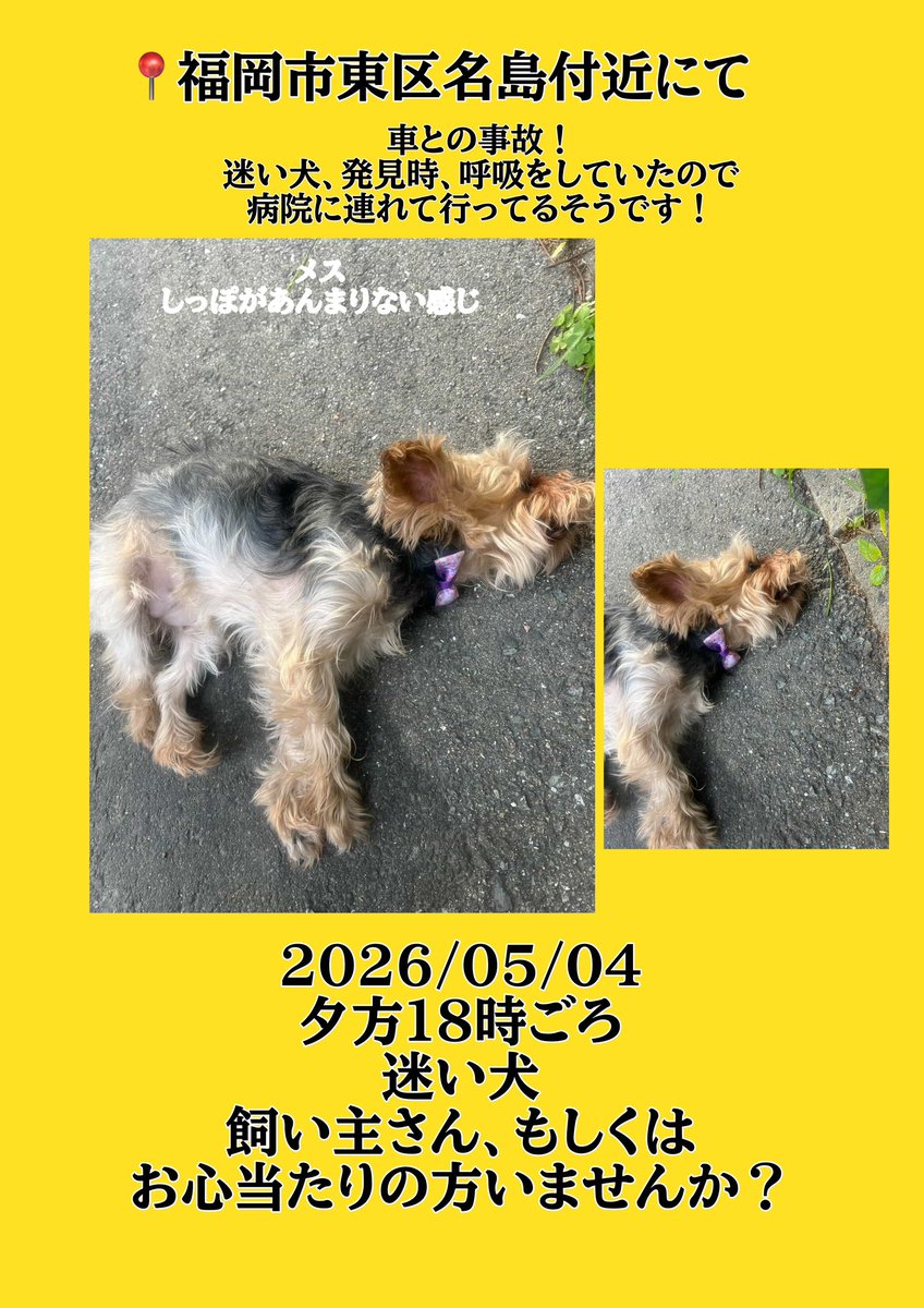 tabitomiru's tweet photo. 迷い犬です！飼い主さん！今病院に連れて行っているそうなんですが、
お心当たりの方いないでしょうか？
福岡市東区の拡散お願いしたいです🥺🙏 https://t.co/ycTOnSpNe7