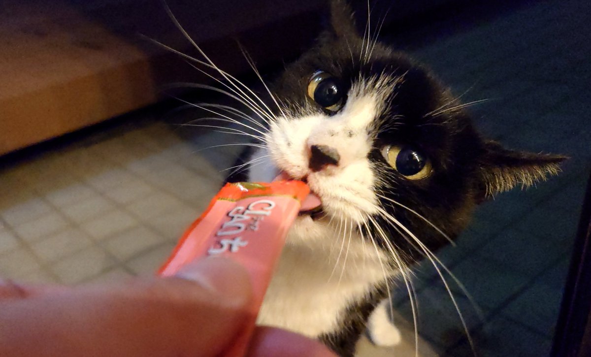 Quietchainsaw's tweet photo. ねこかわい https://t.co/sDJpzvKE36