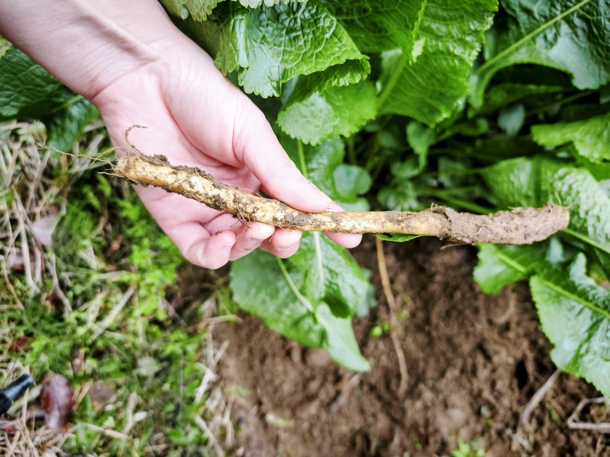 2年前に植えた山ワサビ、掘りました。