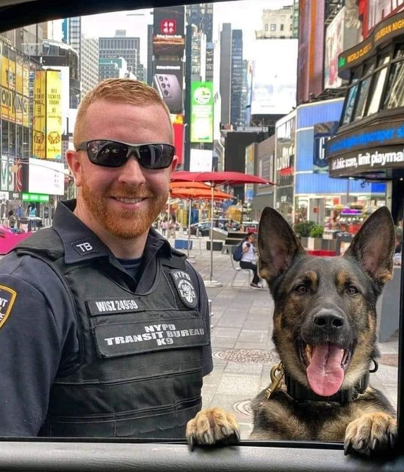 Best in Dogs tweet media