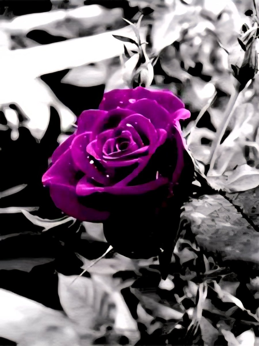 🌹Sharmeen Süeda Nour🌹🌹Türkmen kızı🌹 tweet media