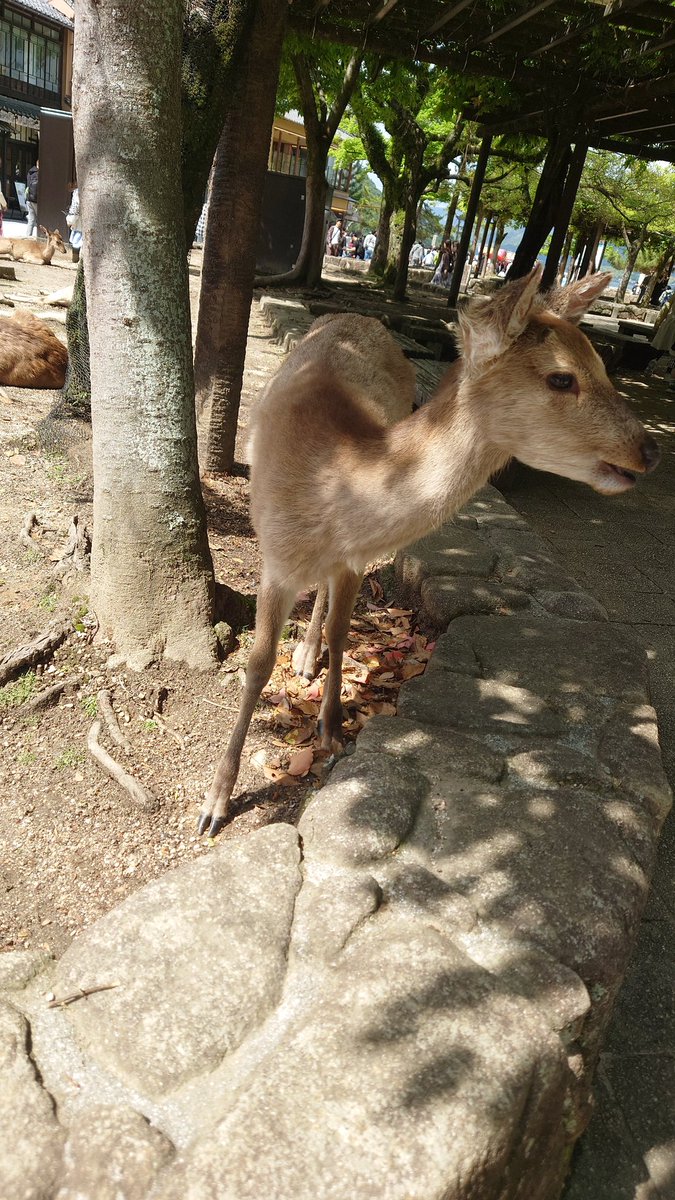 Kaydesu1's tweet photo. 広島観光 https://t.co/RH2uJ4fKp5