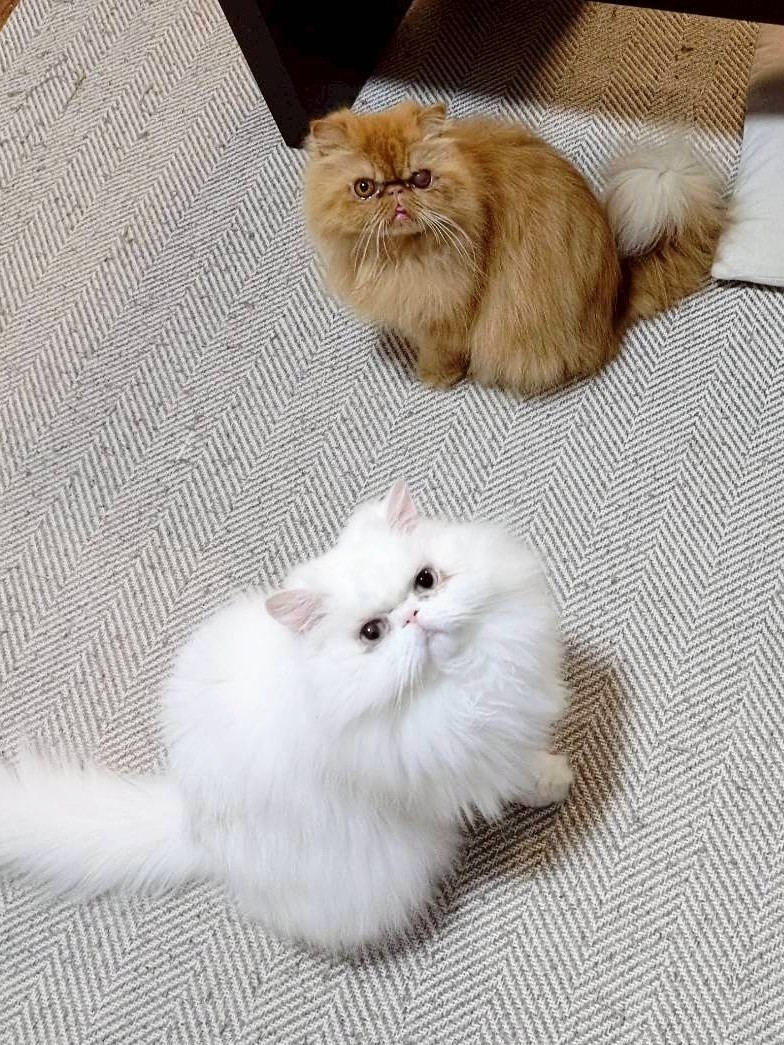 しろまるくんとちゃあこちゃんの成長の記録…🐾🐾 tweet media