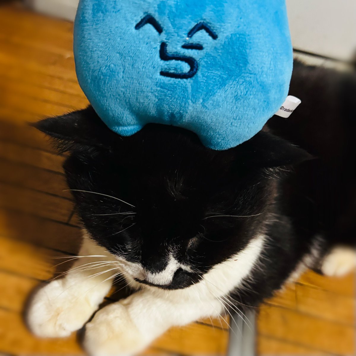 みっこ tweet media