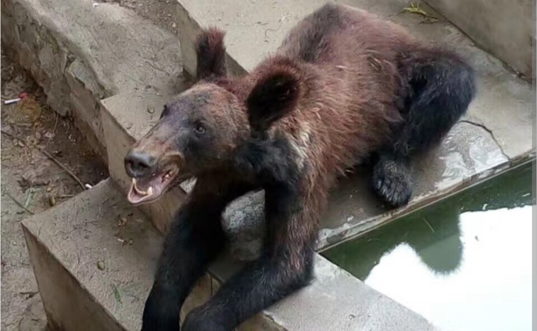 The Roaring Bear tweet media
