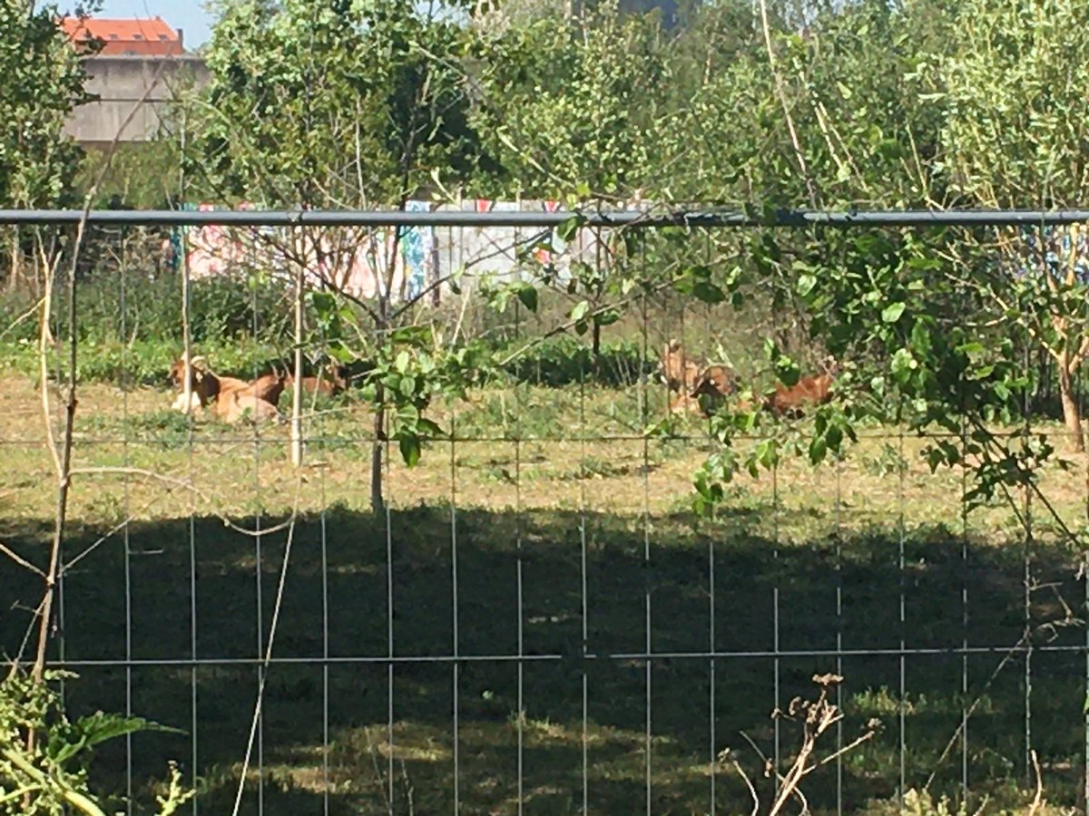 lille_en_grand's tweet photo. Alors que l’aménagement du parc #SaintSauveur continue, on peut en ce moment aller faire coucou à des chevaux, ânes et autres boucs/biquettes… ❤️ #Lille https://t.co/Sp7E1oFXuo