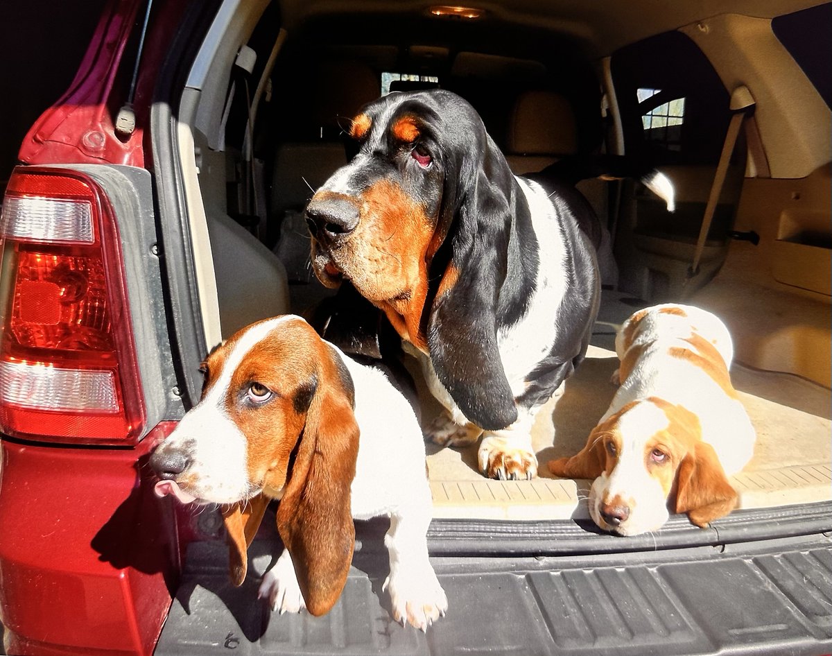 MocklerBassets's tweet image. #Flashback to 10 years ago. Baby Charlene &amp;amp; Ernest with big bro, Jack.