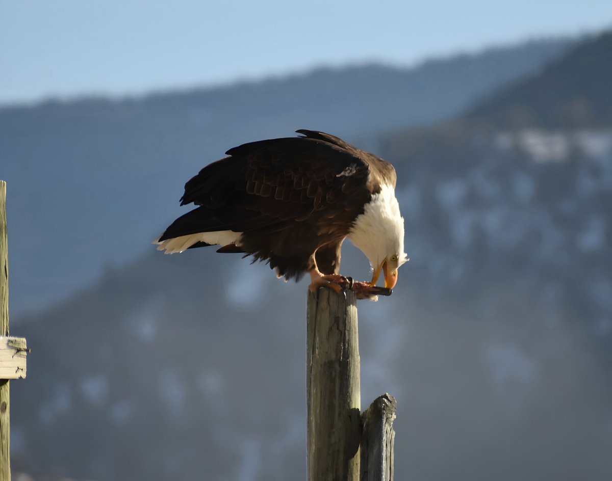 Sagebrush Institute tweet media