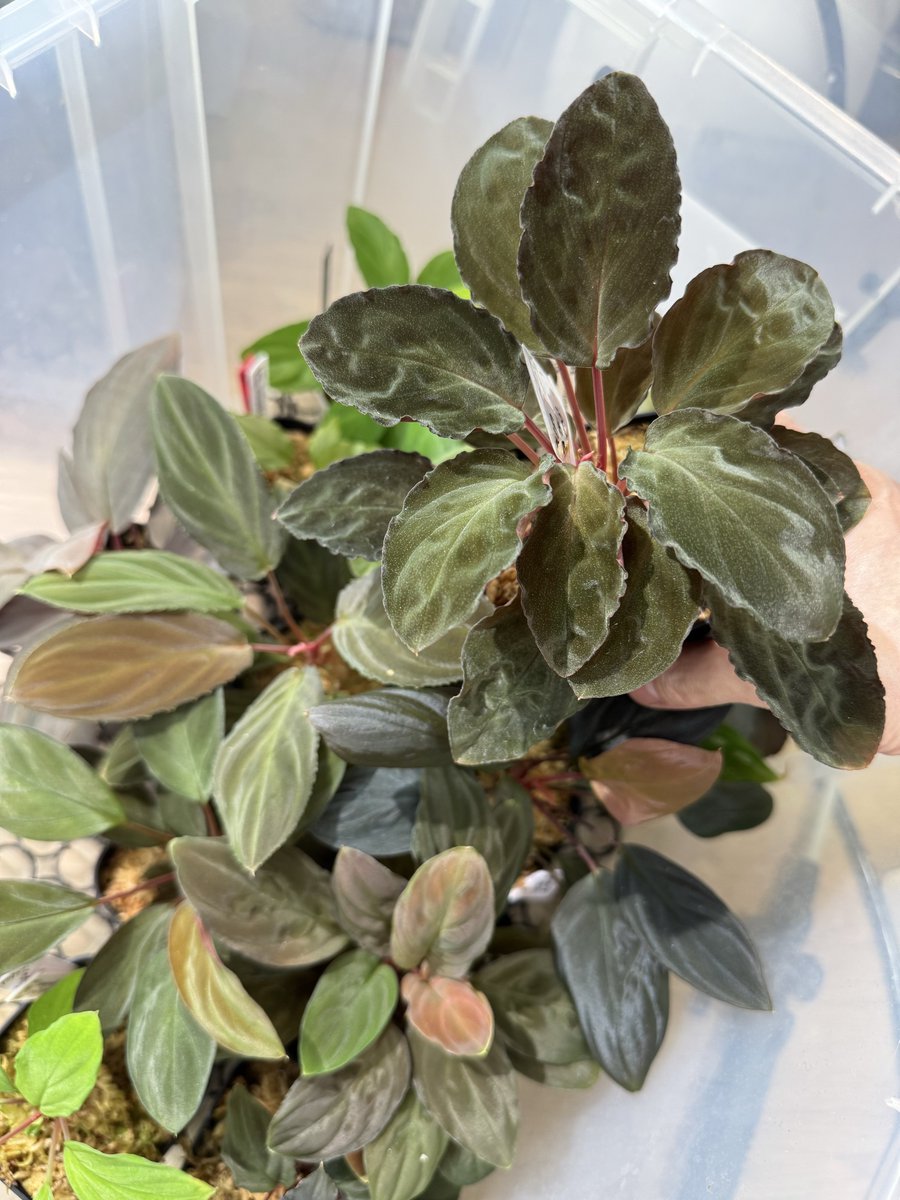 Homalomena sp 