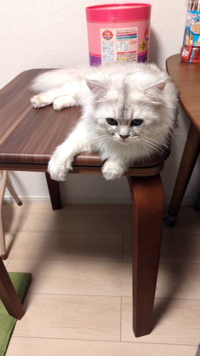 わぁたぁぁぁ🐈にゃー tweet media