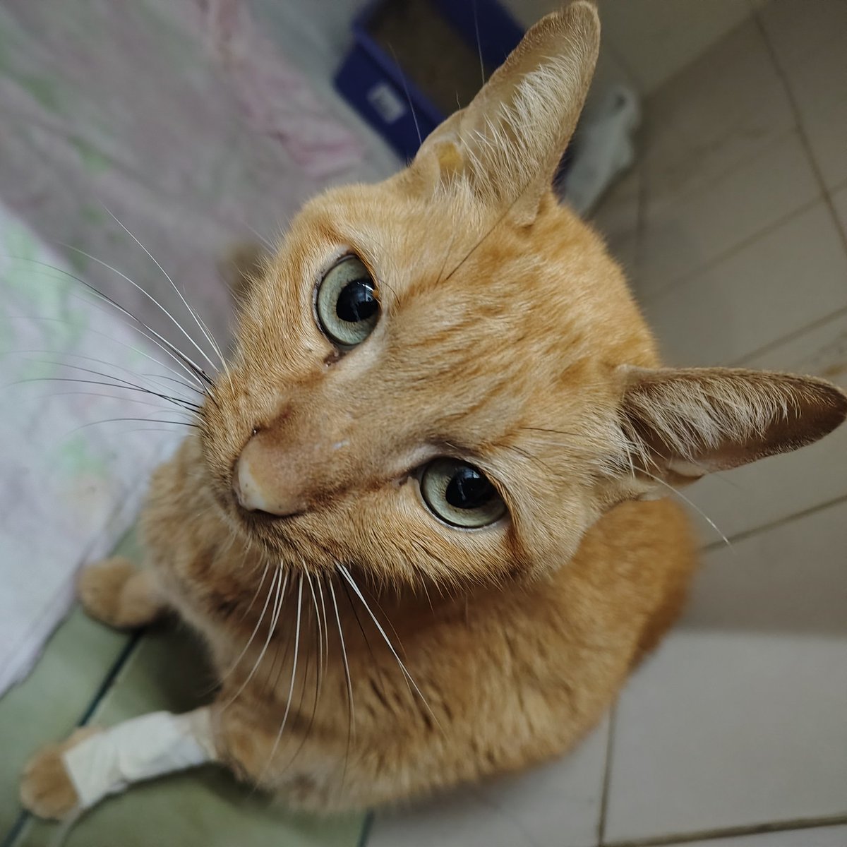 RT NO MEU FIXADO, me ajuda a salvar meu gatinho tweet media