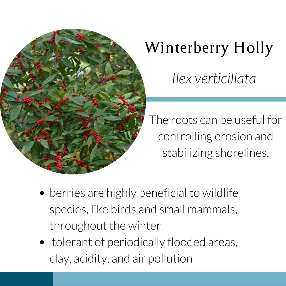 WatershedsCAN's tweet image. Concerned about erosion on your property?

Here are native plants that help with erosion control!

Learn more: naturaledge.watersheds.ca 🌱

#nativeplants #conservation #water #garden #Canada