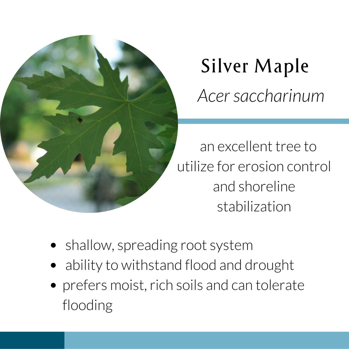 WatershedsCAN's tweet image. Concerned about erosion on your property?

Here are native plants that help with erosion control!

Learn more: naturaledge.watersheds.ca 🌱

#nativeplants #conservation #water #garden #Canada