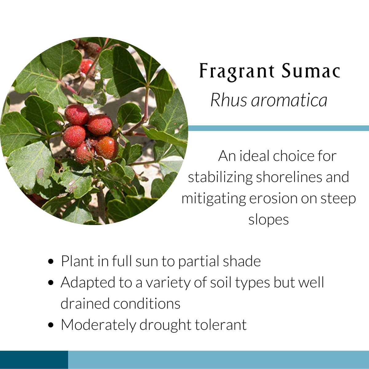 WatershedsCAN's tweet image. Concerned about erosion on your property?

Here are native plants that help with erosion control!

Learn more: naturaledge.watersheds.ca 🌱

#nativeplants #conservation #water #garden #Canada