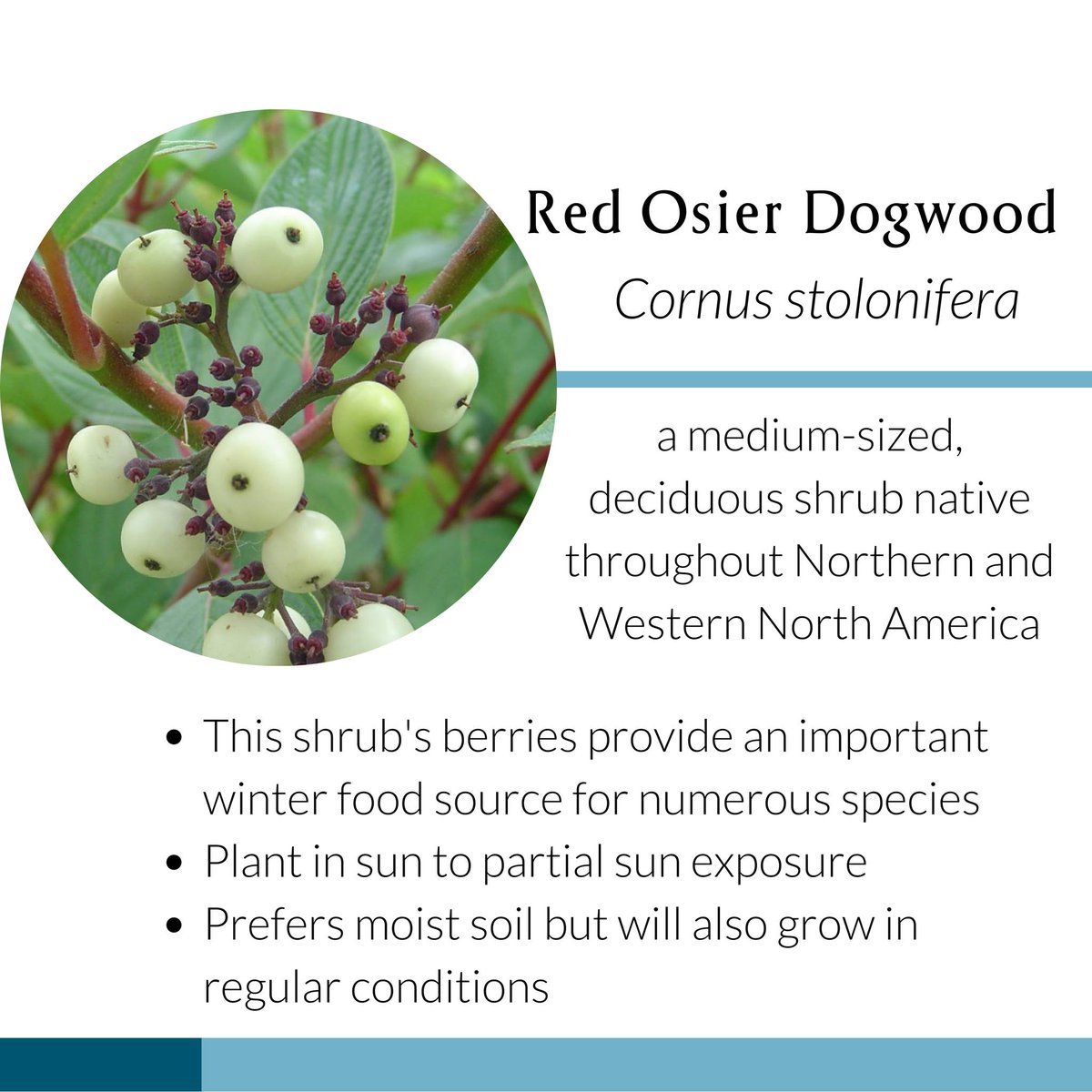 WatershedsCAN's tweet image. Concerned about erosion on your property?

Here are native plants that help with erosion control!

Learn more: naturaledge.watersheds.ca 🌱

#nativeplants #conservation #water #garden #Canada
