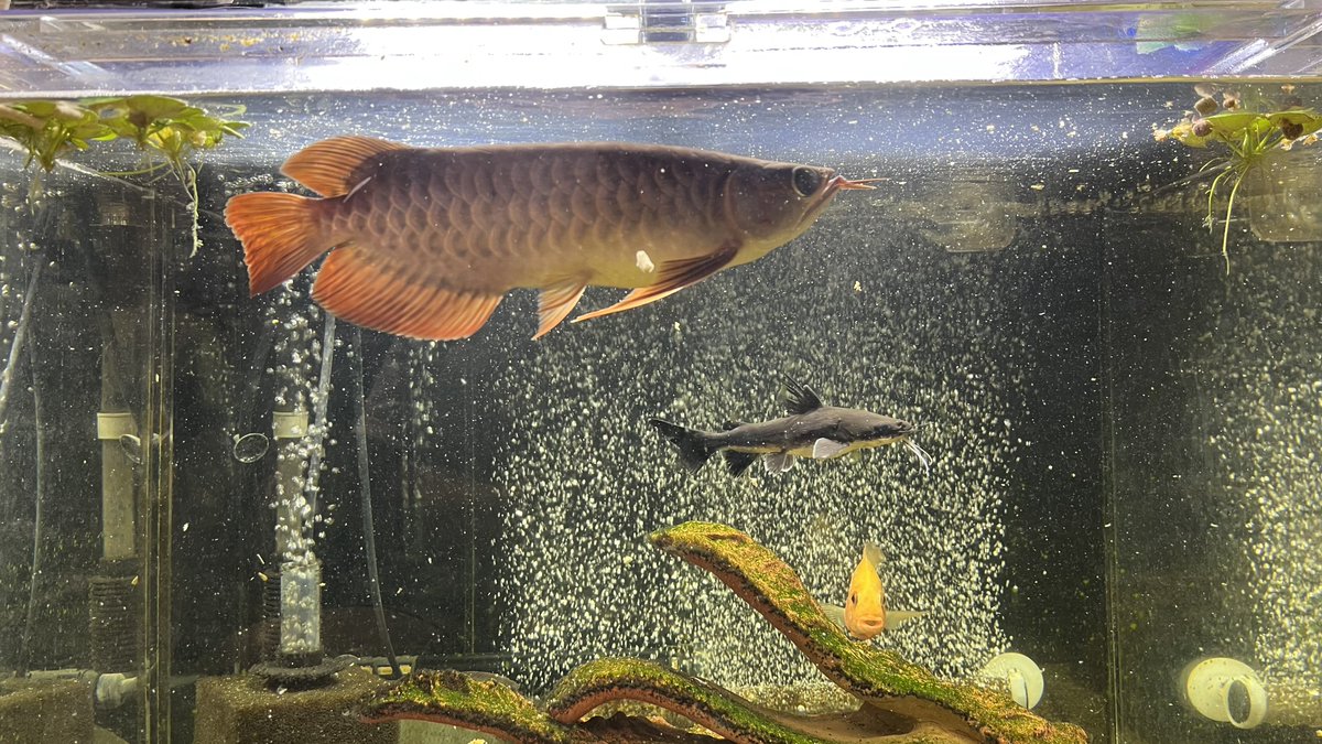 メタボハゲ魚ボルグ tweet media