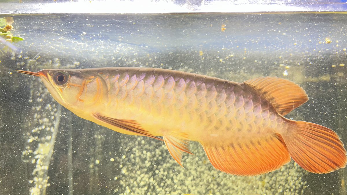 メタボハゲ魚ボルグ tweet media