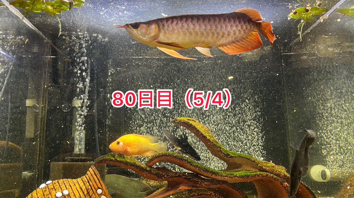 メタボハゲ魚ボルグ tweet media