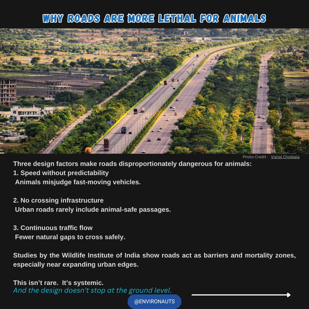 coralsanimation's tweet photo. Here’s the part we don’t think about:

Humans at least have some protection
signals, footpaths (sometimes), and awareness.
Animals have none.

They don’t understand speed.
They don’t read traffic.

So the same road becomes far more dangerous for them.
And when trees disappear for wider roads,
birds lose space too.

But some cities are trying to fix this.