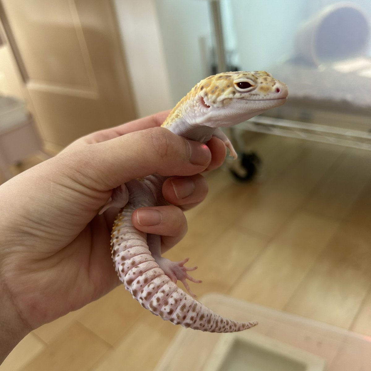 りこぴん🍅爬虫類たくさん飼ってる tweet media