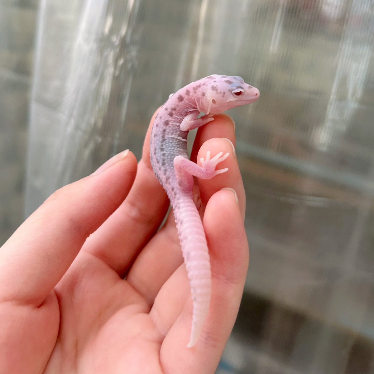 りこぴん🍅爬虫類たくさん飼ってる tweet media