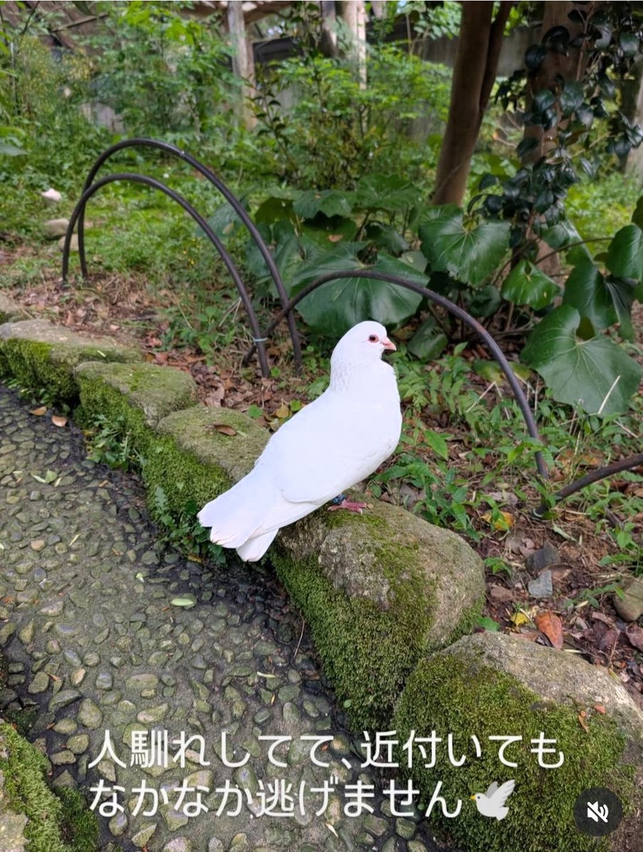 chihara_cs's tweet photo. 動物園では、動物たちがまったりのんびり過ごしている かわいい姿に癒されてきました😊♡ https://t.co/zG5HFHxZTM