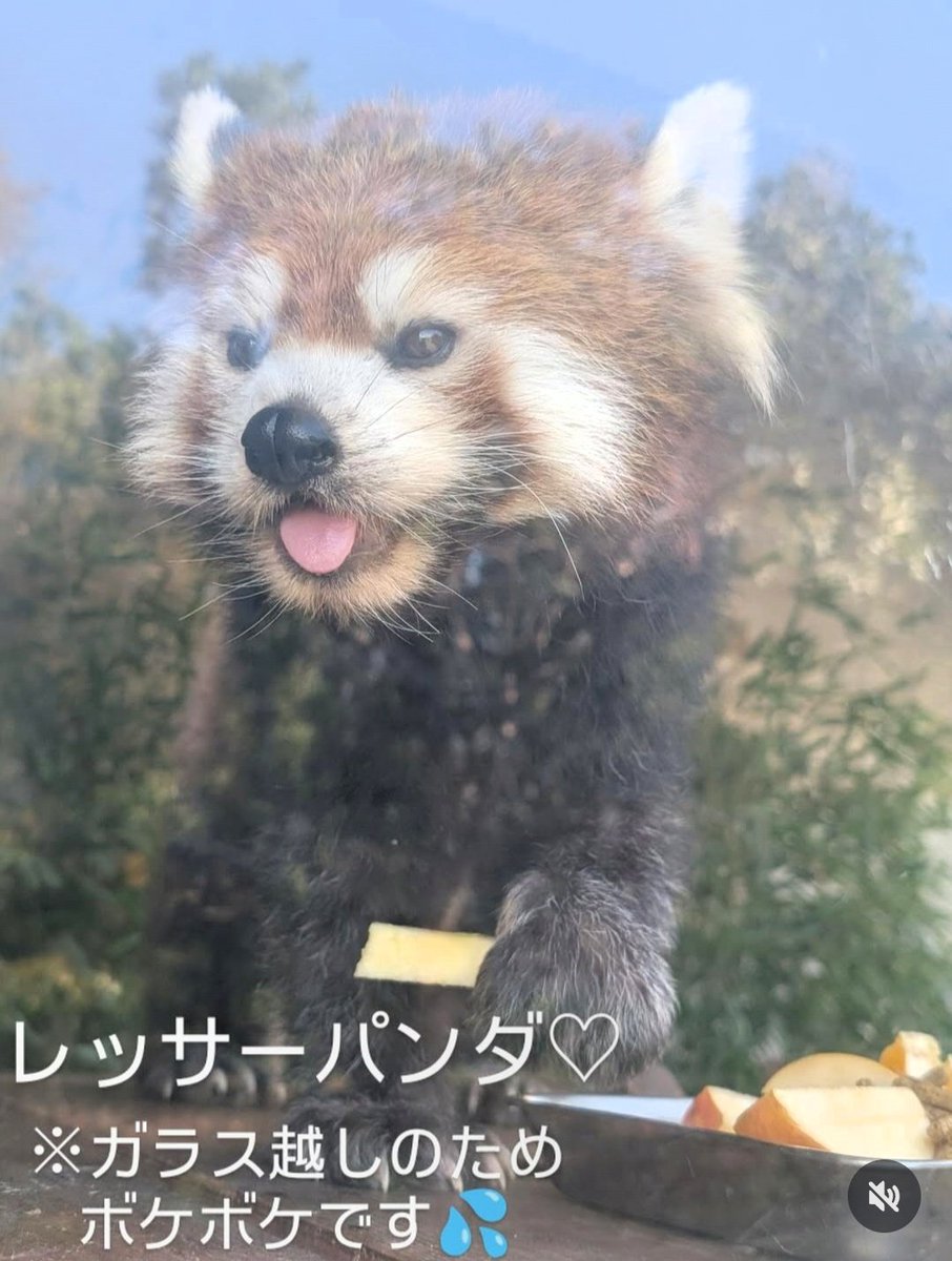 chihara_cs's tweet photo. 動物園では、動物たちがまったりのんびり過ごしている かわいい姿に癒されてきました😊♡ https://t.co/zG5HFHxZTM