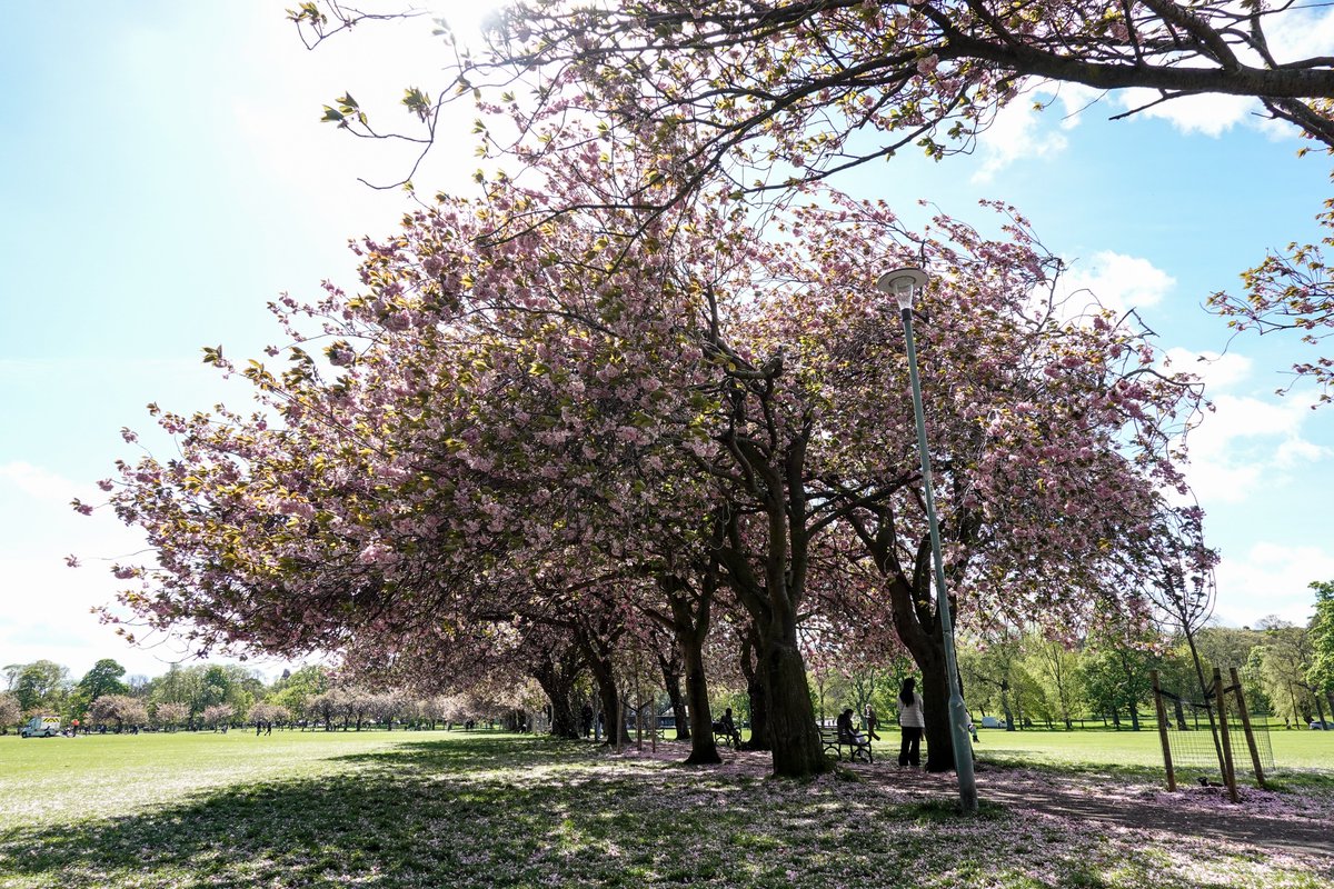 PhotoGoku's tweet photo. A carpet of the #sakura is falling at #meadowsedinburgh #edinphoto #edinburgh https://t.co/puNq9C9jpF