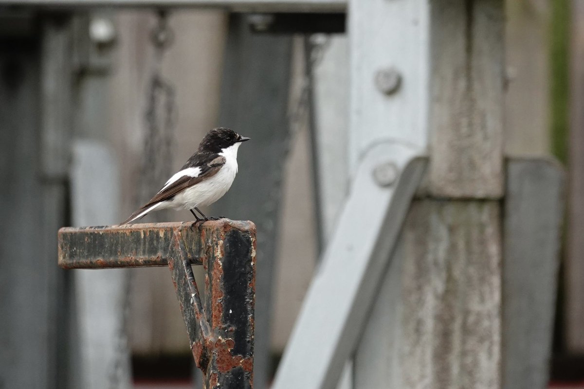 DarbyBug's tweet photo. 2 singing Wood Warbler, 2 Crossbill flyover, Pied Flycatchers, Redstarts, Woodcock, Ospreys, Cuckoo, Garden Warbler, Tree Pipits, Marsh Tits, Redpolls, Siskins etc in a lovely trip to the South Lakes. Nice bit of Solomon’s-seal by the roadside. Nice change from the usual https://t.co/hO3HtcQ3gq