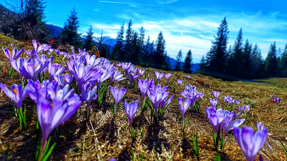 patrzę na Tatry tweet media
