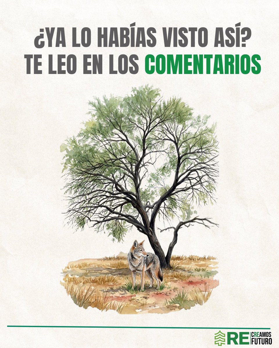 A simple vista, el mezquite parece solo otro árbol del desierto… pero es mucho más que eso.

Es una especie capaz de sobrevivir donde casi nada más crece, y aun así, transformar todo a su alrededor.
Incluso hay animales que, sin saberlo, ayudan a que nuevos mezquites nazcan 🌱🐺