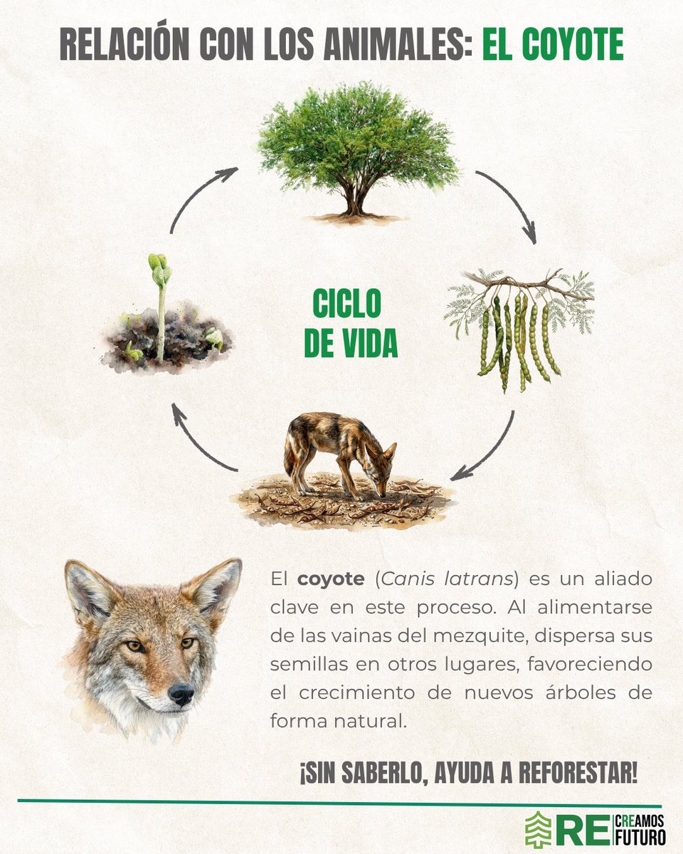 reforestacion tweet media