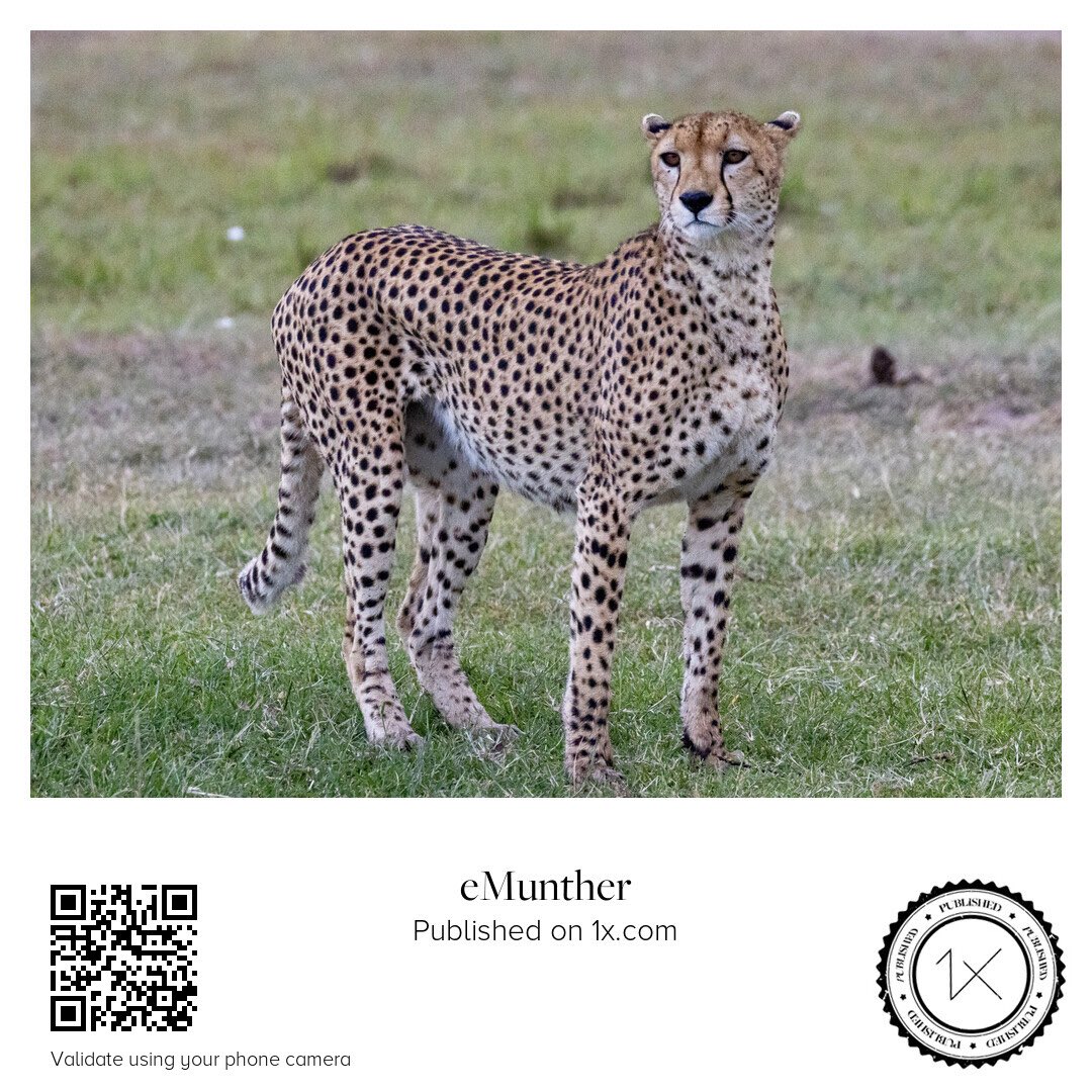 anEMDN_com's tweet image. Cheetah فهد 

shop.1x.com/featured/3-che…

emunther.com/images/0245896…

#Print #Download #Wildlife #Cheetah #Nature