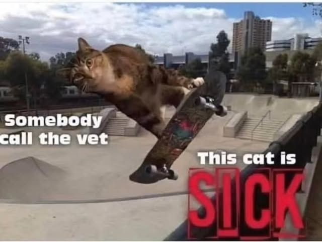 Cool Cat Society tweet media