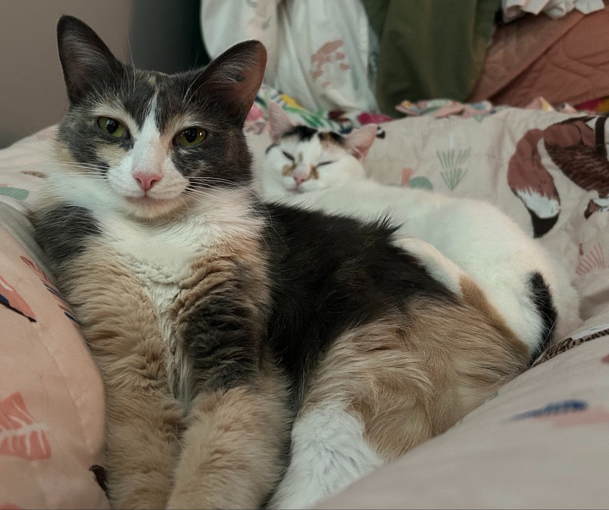 monkey & zoe ❤️ oreo 🌈 tweet media