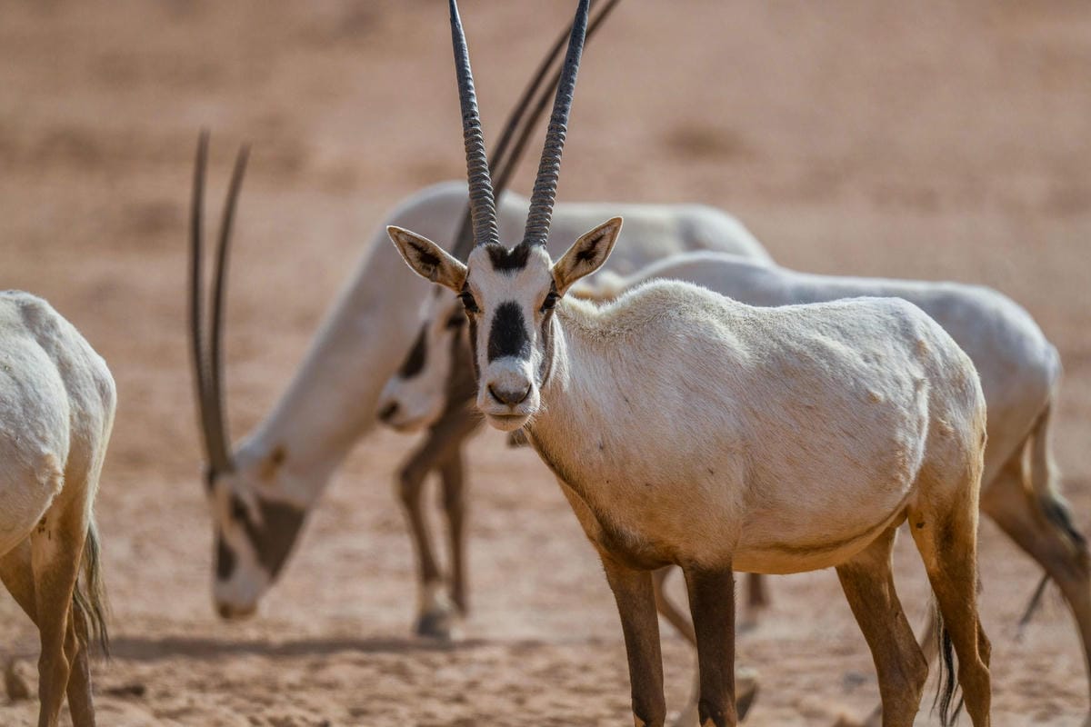 arabnews's tweet image. #Saudi Environment Week (May 3-9, 2026) opened with the theme “Green Impact,” as the Kingdom highlights environmental progress this year through stronger governance, expanding protected areas, and increased recycling arab.news/5v2zd