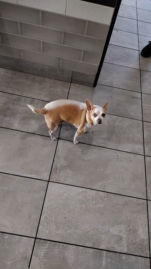 Drillimation1's tweet image. Had nothing to post but this #dog at a #McDonald's in Daytona Beach (don't know whose it is, probably the owner's).

#gamedev #indiegames #indiegamedev