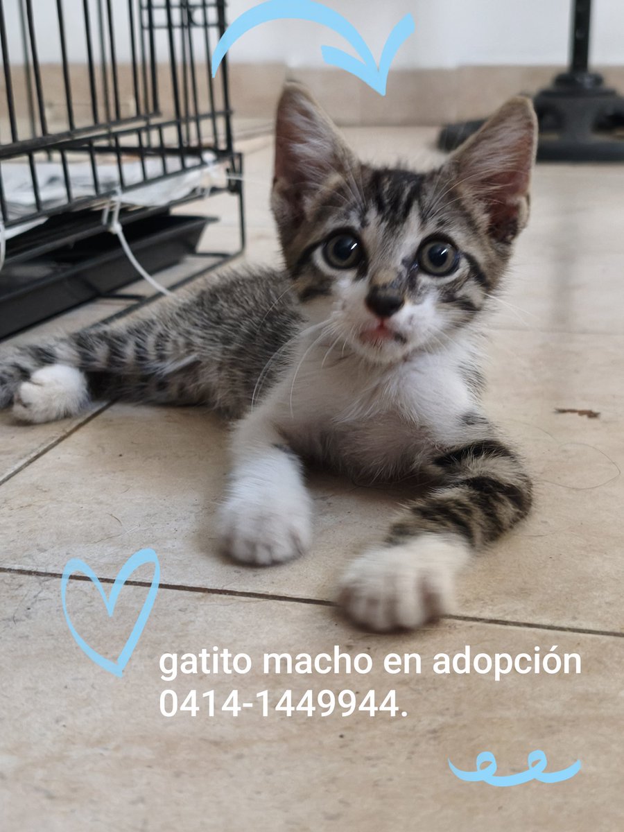 solanomarianam's tweet image. #AyudarNosHaceBien #Rts #AdoptaNoCompres #Maracay #Sabado #2Demayo nos fuimos a la jornada de adopción @AnimalesSF en el #CCEstacionCentral y Chiquitín el 👉🐱 rescatado Mil GRACIAS a quienes hacen posible seguir mi labor #Animalista @dikikis @gabykevork @Ely59 @AnaMarquezRuiz 🧵