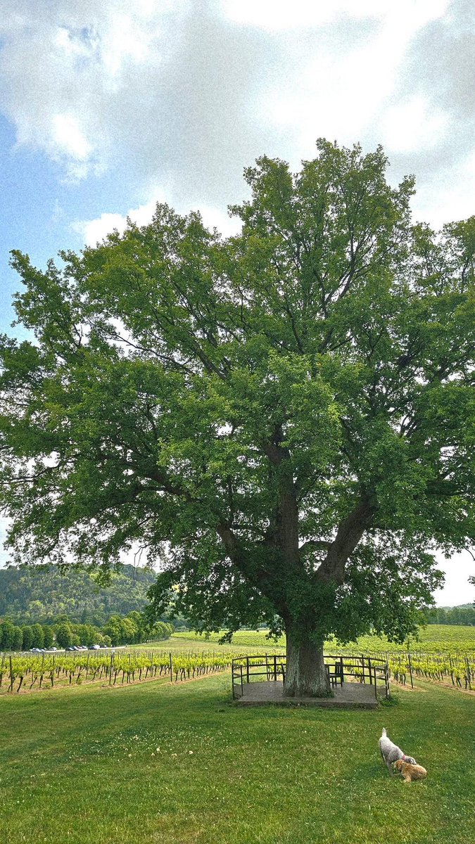 annaJones980's tweet image. Afternoon ✨️

 #TreeClub🌳