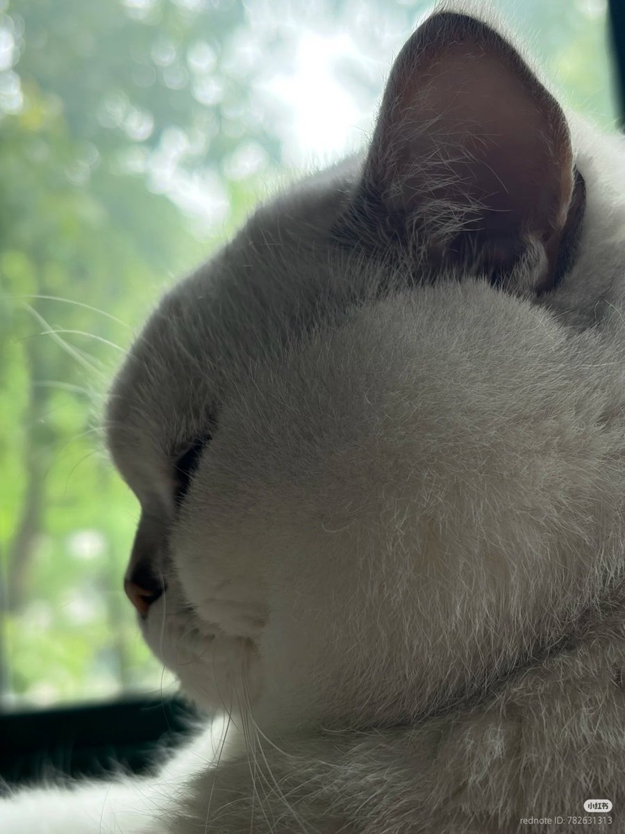 chubby