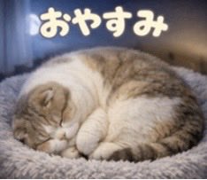 こんばんは🤗🌟
今日は10時前まで寝ていろいろ家の事をしてました(￣▽￣;)
昨日冷蔵庫の角で右足を強打、今朝見たら指の薬指から上まで紫に🥹
痛くて湿布してます😅
明日もよろしくお願いしますね🐈🐾
(*˘ ˘*)おやすみなさいｯ.｡.:*ღ