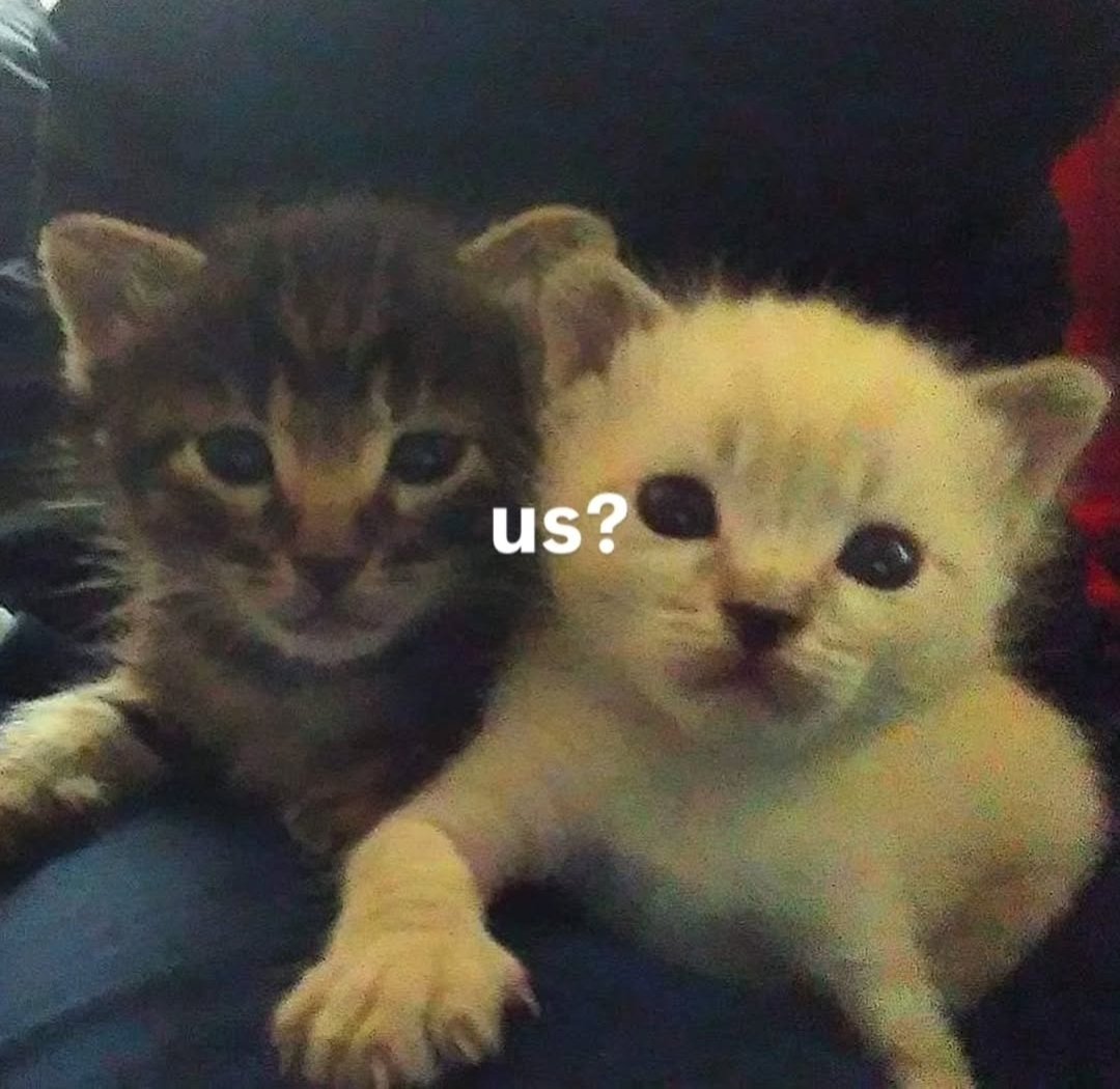 Daily Cat Posts tweet media