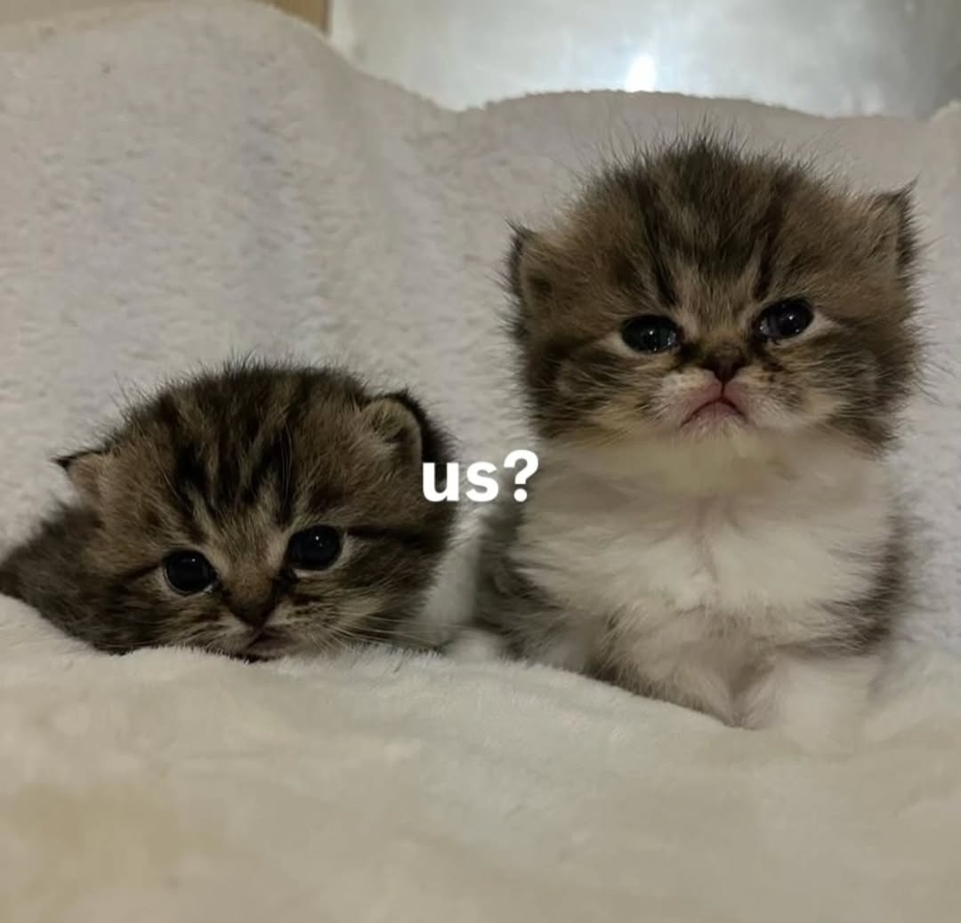 Daily Cat Posts tweet media