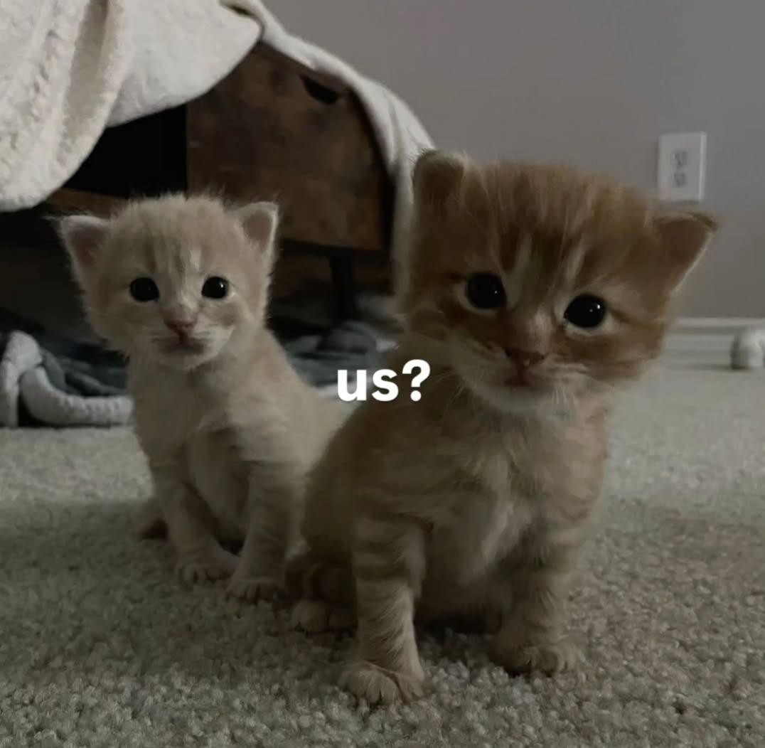 Daily Cat Posts tweet media