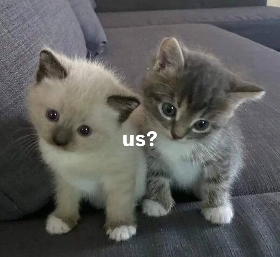 Daily Cat Posts tweet media