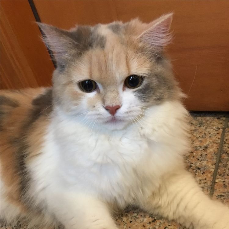 ricky as cats tweet media
