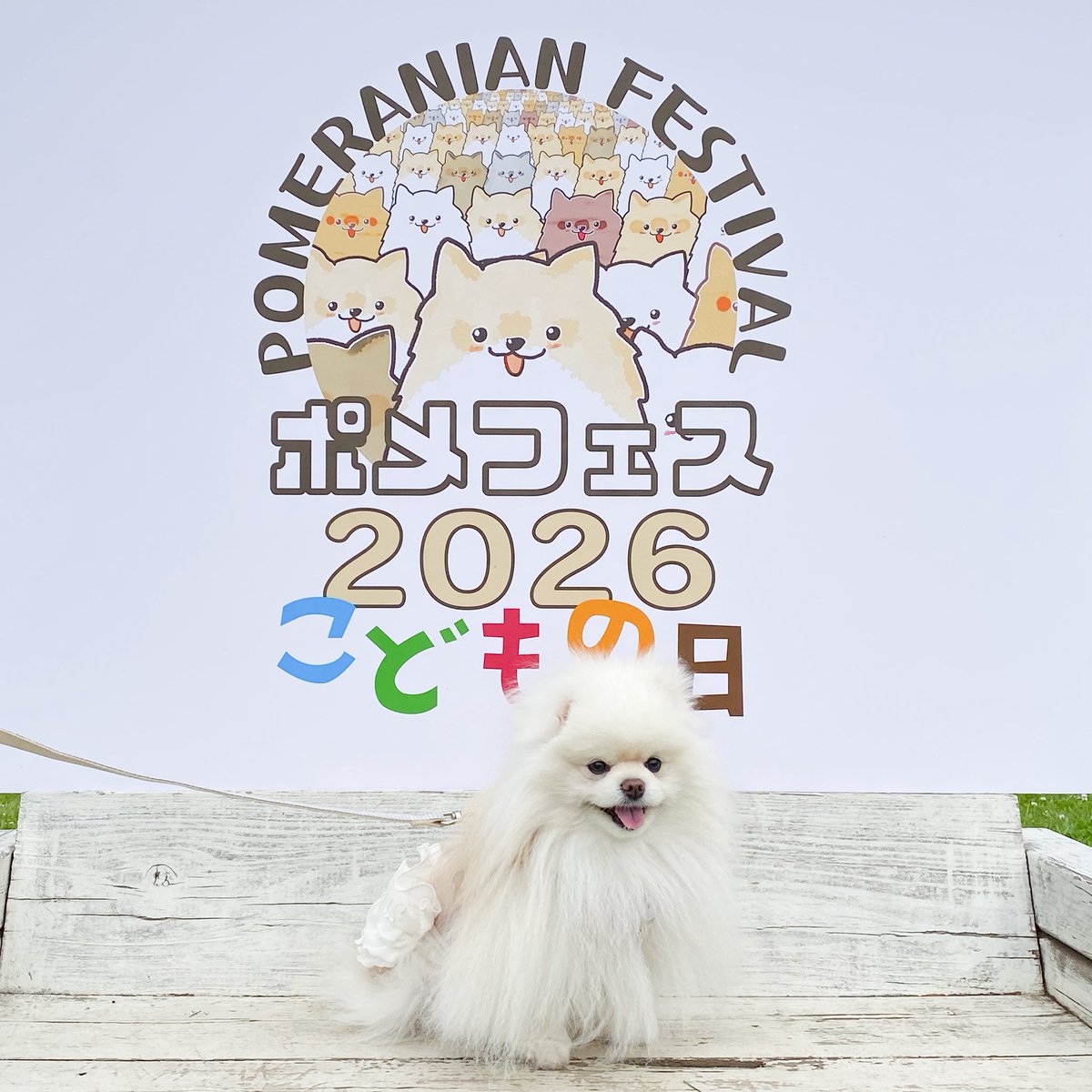 Coromo_pom's tweet photo. 昨日はポメフェス꒰ू๑͒•౪•๑͒꒱🩵たくさんのもふもふに囲まれて幸せ空間…🤤🐾
#ポメフェス
#ポメフェス2026こどもの日 https://t.co/vsR4AeiTaD
