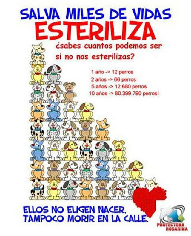 solanomarianam's tweet image. #AyudarNosHaceBien #Rts por favor Ayúdame a Seguir con #Esterilizacion de gatas ! 1$ se ha hecho muy difícil de obtener, no enriquece, ni empobrece a Nadie! Pero me ayuda a continuar para Salvar 👉🐱 tos con futuro INCIERTO @jacquim33 @arabellacadena @quemamoto @CeGonzalezurb