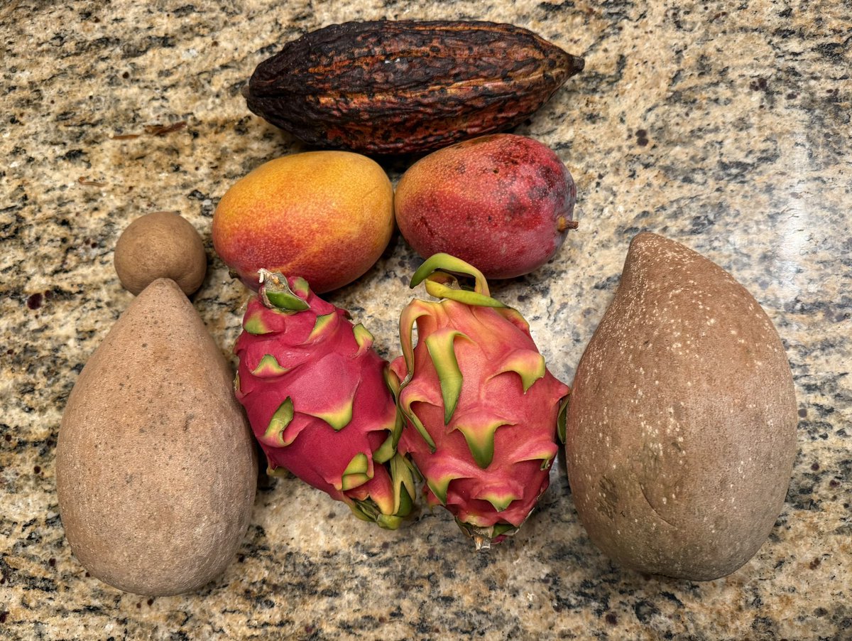 justinbenjaminn's tweet photo. Cacao, mangoes, dragon fruit, sapodilla and mamey sapote 

Thank you @FruitHuntersco 💚

Get 15% off with “JustinBenjamin”

https://t.co/uvyNbHA01z https://t.co/zblDdGJMYX